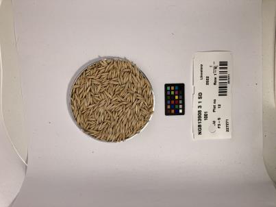 SEED